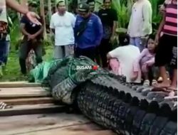 Buaya 4,7 Meter Ditangkap Warga di Kawasan Wisata Biduk-biduk