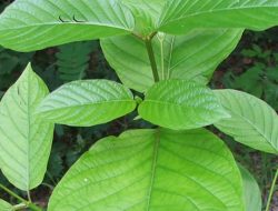 Tanaman Kratom Tidak Masuk Daftar Obat Terlarang