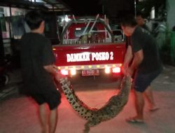 Warga Panjaitan Samarinda Tangkap Buaya 1.5 Meter