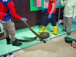Jamaah Salat Subuh Dikagetkan Ular Piton 4 Meter