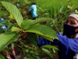 Kratom, Daun Ajaib Asal Kalimantan Yang Jadi Komoditas Ekspor Besar ke Amerika Serikat