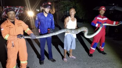 Posko 2 Disdamkar Samarinda Evakuasi Ular Piton Sepanjang 4 Meter