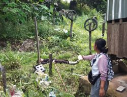 Pemotong Rumput Ditemukan Tewas Tersengat Listrik