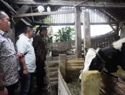 Kasus PMK Kabupaten Malang Melonjak, 3 Kecamatan Ini Paling Parah