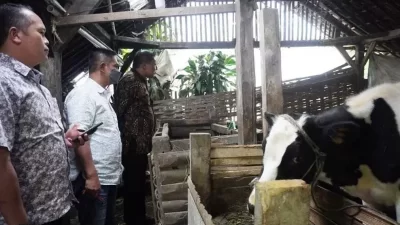Kasus PMK Kabupaten Malang Melonjak, 3 Kecamatan Ini Paling Parah