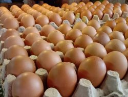 Disdag Samarinda Masih Telusuri Melonjaknya Harga Telur