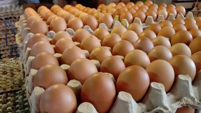Disdag Samarinda Masih Telusuri Melonjaknya Harga Telur