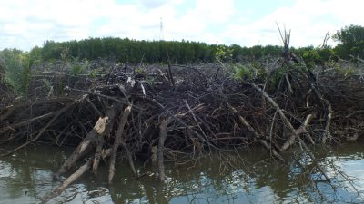 Diduga Merusak Mangrove, DLH Pasang Plang Larangan Aktivitas PT Edika