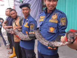 Ular Piton Sepanjang 4.5 Meter Di Rumah Warga Kawasan Pasar Pagi