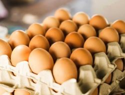 Kanwil KPPU Intensifkan Awasi Lonjakan Harga Telur