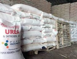 Ribuan Petani Di Balikpapan Terdampak Pembatasan Pupuk Bersubsidi