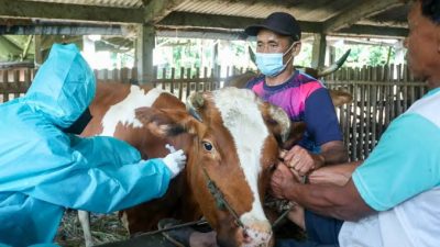 Cegah PMK, Ratusan Sapi Di Balikpapan Di Vaksin Dosis Kedua