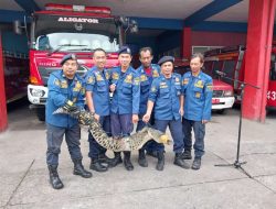 Muncul Di Lorong Rumah Warga, Buaya Muara Sepanjang 1,8 Meter Ditangkap Warga