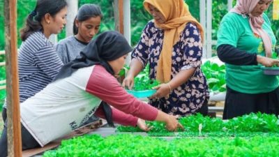 Warga IKN Diberi Pelatihan Hidroponik