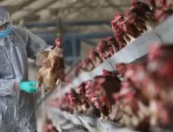 Belum Ada Kasus Flu Burung, Dinkes Kaltim Tetap Siaga