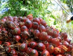 Harga TBS Kaltim Mulai Meningkat