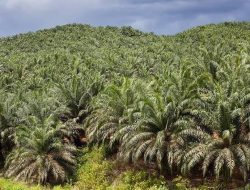 2023 Kaltim Tanam Ulang Lahan Sawit Seribu Hektar di Paser, per Poktan Dibiayai Rp30 juta/Ha