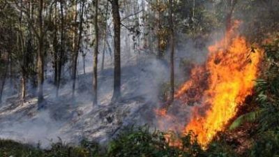 Terpantau 10 Titik Api, OIKN Bentuk Satgas Pengendalian Karhutla