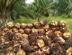Harga (TBS) Kelapa Sawit di Kaltim Naik Tipis (jdl)