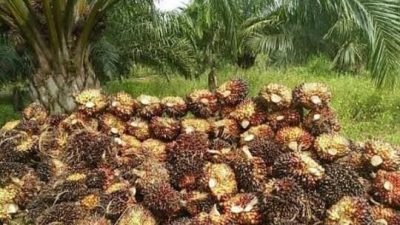 Harga (TBS) Kelapa Sawit di Kaltim Naik Tipis (jdl)