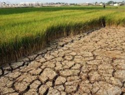 Antisipasi El Nino, Petani Diminta Tanam Awal dan Pakai Benih Tahan Kekeringan serta Bikin Embung