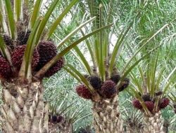 Harga TBS Sawit di Kaltim Kembali Turun