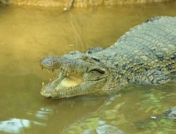 Cuci Tangan Hendak Makan Pemancing di Kutim Disambar Buaya