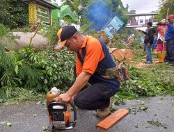 BPBD Samarinda Kerahkan 4 Personil Tangani Pohon Tumbang