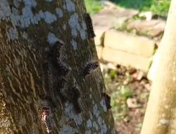 Cuaca Lembab Salah Satu Penyebab Ulat Bulu Merebak di Taman Bebaya