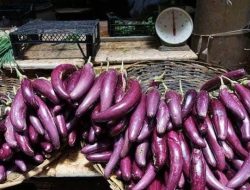 Pertanian Terong Desa Muara Kaman Hulu Semakin Produktif