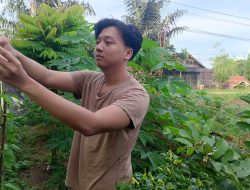 Jadi Ladang Usaha, Petani Milenial Tenggarong Manfaatkan Lahan Kecil untuk Menanam Cabai