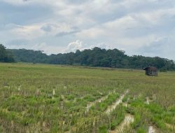 Optimalkan Potensi Lahan Desa Jembayan Tengah untuk Peningkatan Ekonomi