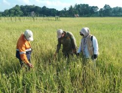 Wujudkan Pertanian Berkelanjutan, Kelurahan Maluhu Fokus Perbaiki Kualitas Tanah