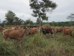Penuhi Kebutuhan Daging di Kaltim, Distanak Kukar Siap Tingkatkan Produktivitas