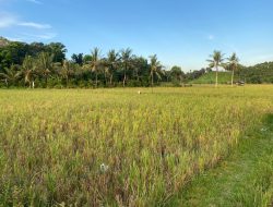 Distanak Kukar Genjot Pengembangan Potensi Lahan Pertanian di Kawasan Hulu