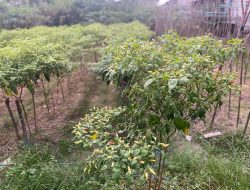 Hasil Panen Cabai Petani Desa Muara Kaman Hulu Jangkau Pasar Luar Daerah