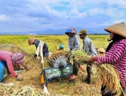 Bertahan di Tengah Keterbatasan, Kelompok Tani Tanjung Harau Lakukan Mengembangkan Lahan