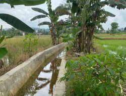 Irigasi Pertanian di Desa Loa Duri Ulu Perlu Perbaikan untuk Meningkatkan Produktivitas Lahan