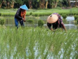 Tak Hanya Mengejar Peningkatan Produksi, Desa Rapak Lambur Diarahkan Menjadi Wisata Pertanian