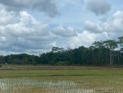 Optimalkan Potensi Lahan Desa Kerta Buana, 390 Hektare Sawah Produktif Digarap Bersama