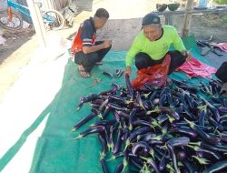 Semakin Menggeliat, Hasil Pertanian Desa Muara Kaman Hulu Masuk Pasar Samarinda