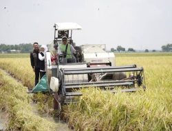 Bantuan Distanak Tingkatkan Produktivitas Pertanian di Desa Kerta Buana