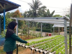 Petani Milenial Kukar Sukses Kembangkan Hidroponik di Tengah Tren Pertanian Modern