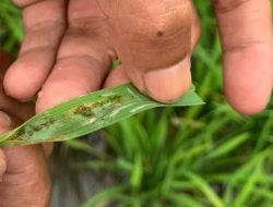 Serangan Hama Ulat Ancam Hasil Pertanian Padi di Desa Loa Duri Ulu