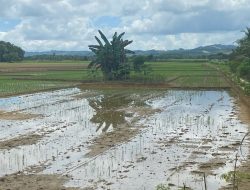 Kelompok Tani Muara Kaman Hulu Tingkatkan Administrasi untuk Kemitraan BUMDes