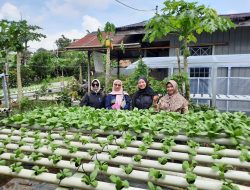 Kelurahan Maluhu Dorong Partisipasi Petani Milenial dalam Pertanian