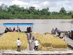 Tingkatkan Produktivitas Pertanian, Desa Bukit Layang Kembangkan Inovasi Menanam Padi Apung