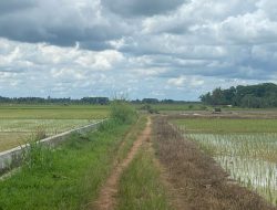 Lahan Pertanian Padi di Desa Sebulu Ulu Siap Diperluas Hingga Delapan Hektare