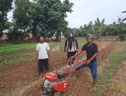 Seledri Maluhu Jadi Komoditas Menjanjikan Dalam Sektor Hortikultura