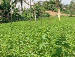 Manfaatkan Bibit Lokal dan Kemasan, Petani Sumber Sari Kembangkan Budidaya Kemangi